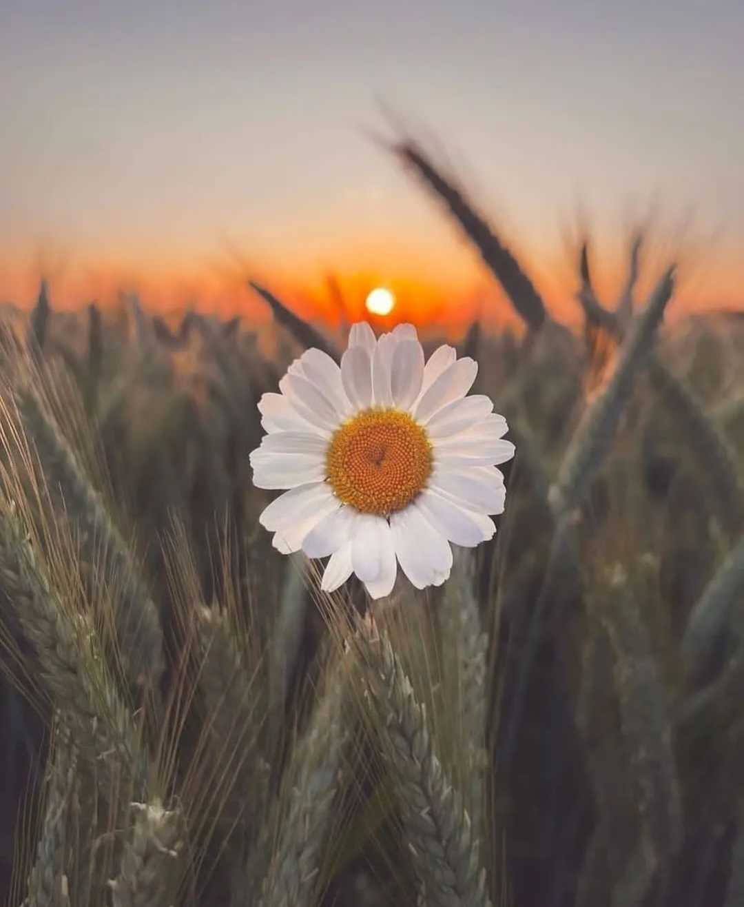 Anoush Amir