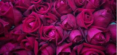 Hamza dr