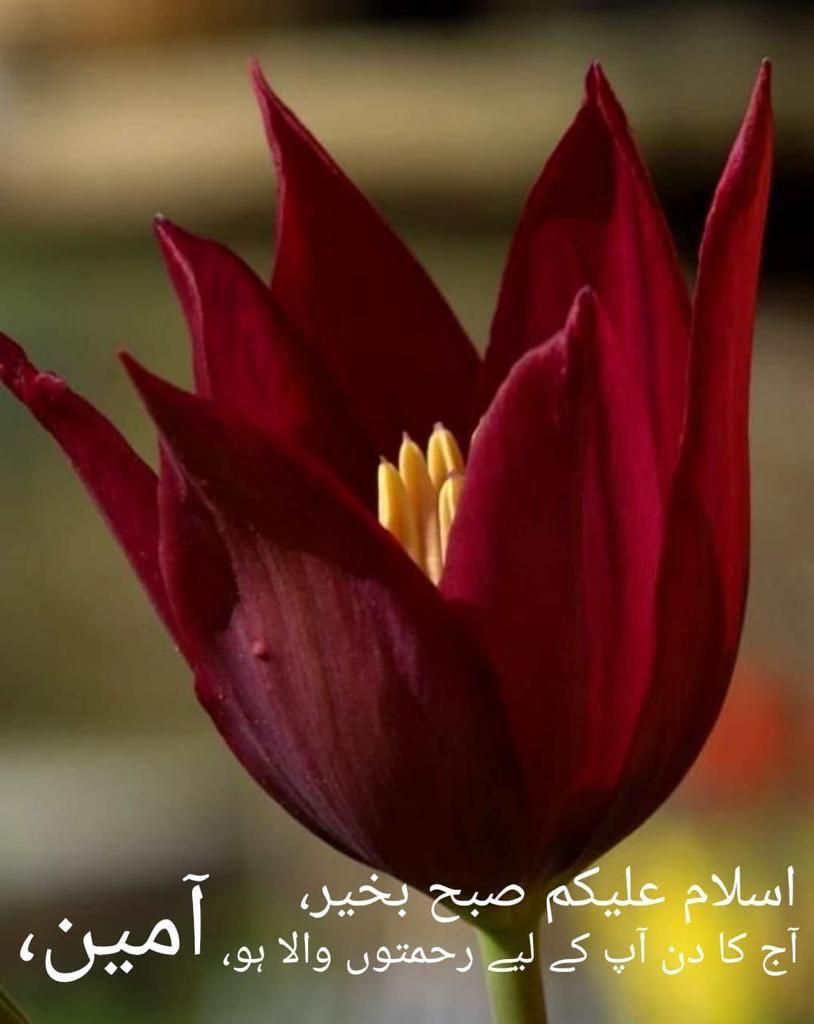 Abdul Basit